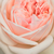 Roz - Trandafir englezesti - Auslight